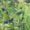 fruits de camerisier