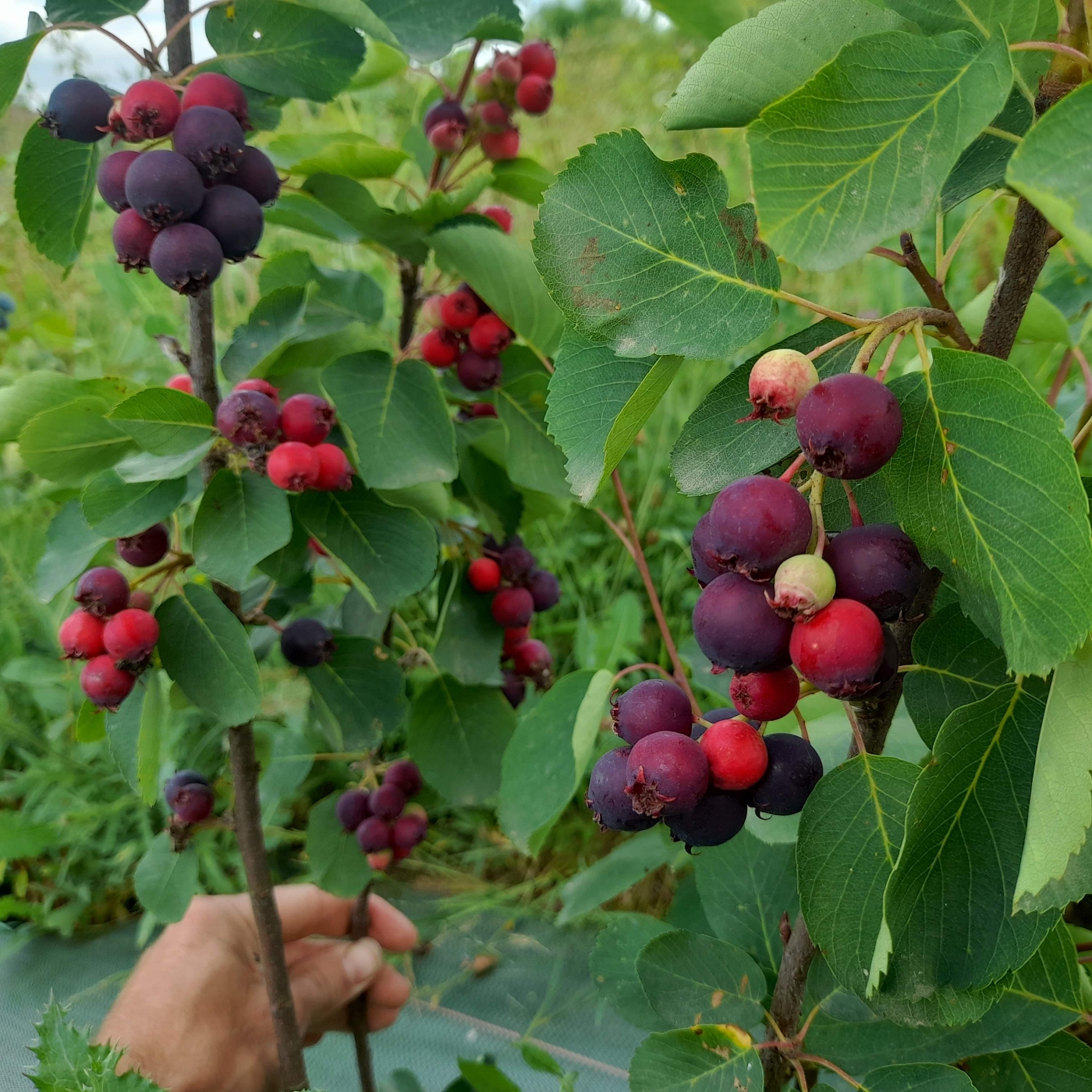 Grappes garnies de fruits d'amélanchier Thiessen