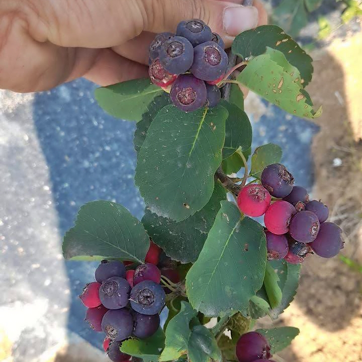 fruits de l'amélanchier honeywood