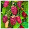 muroise tayberry