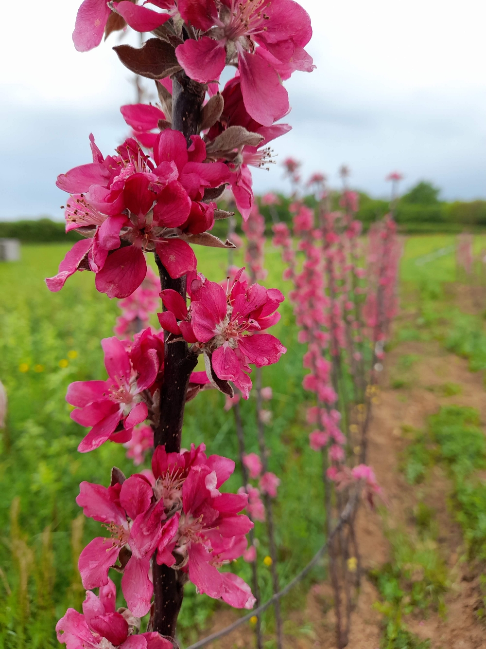 fleurs fuchsia pendragon