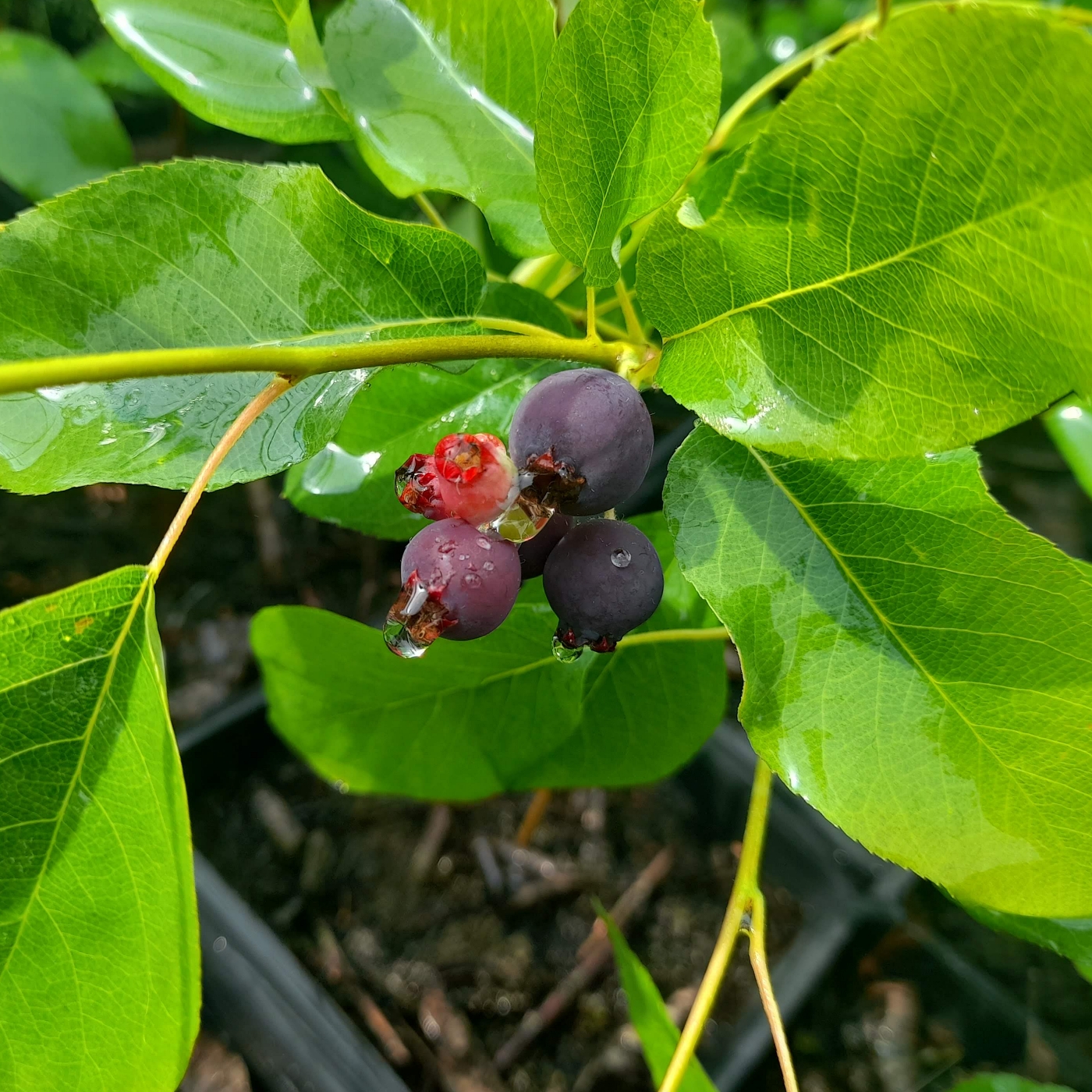 fruits de l'amélanchier du cultivar Sleyt