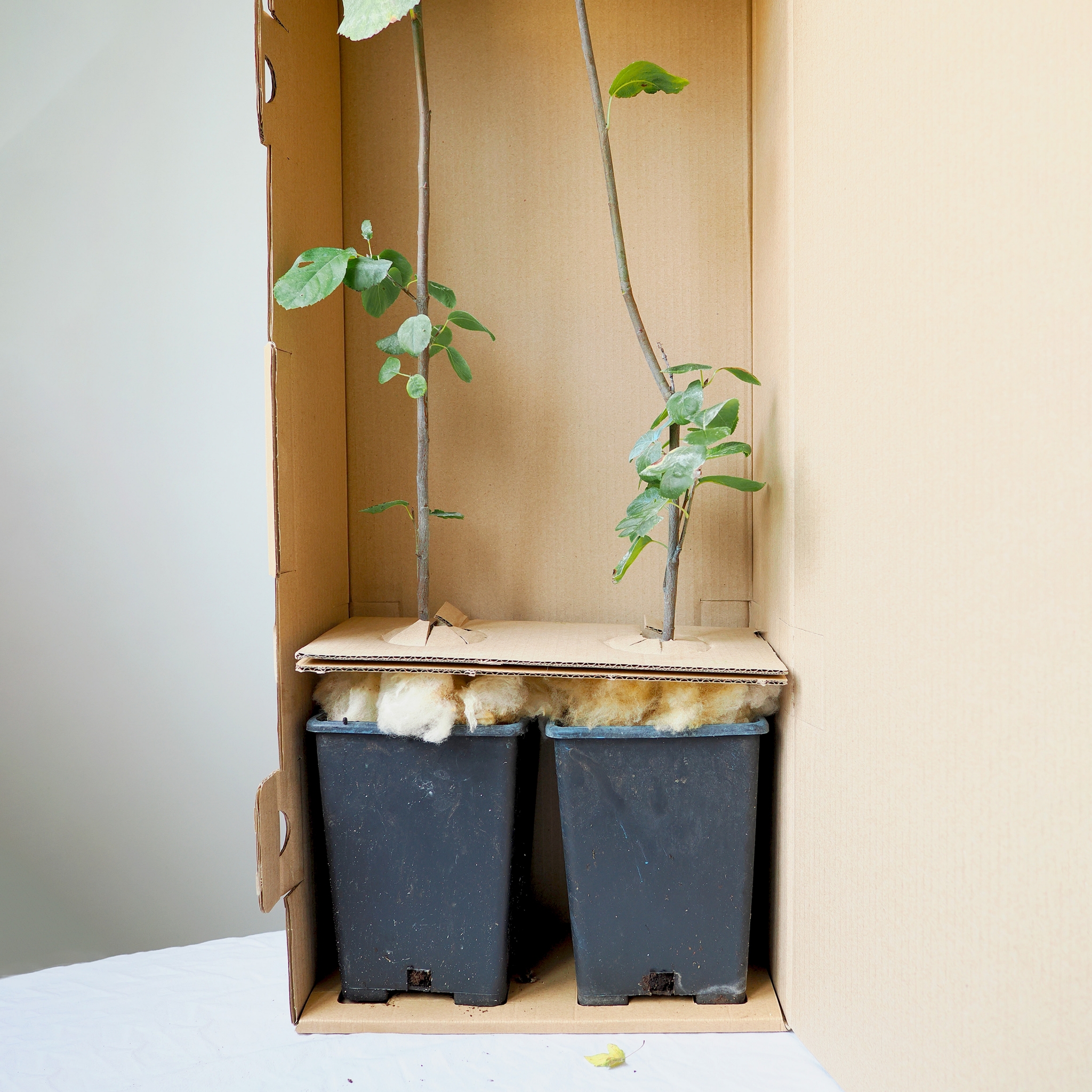 Duo d'amélanchier cultivars au choix